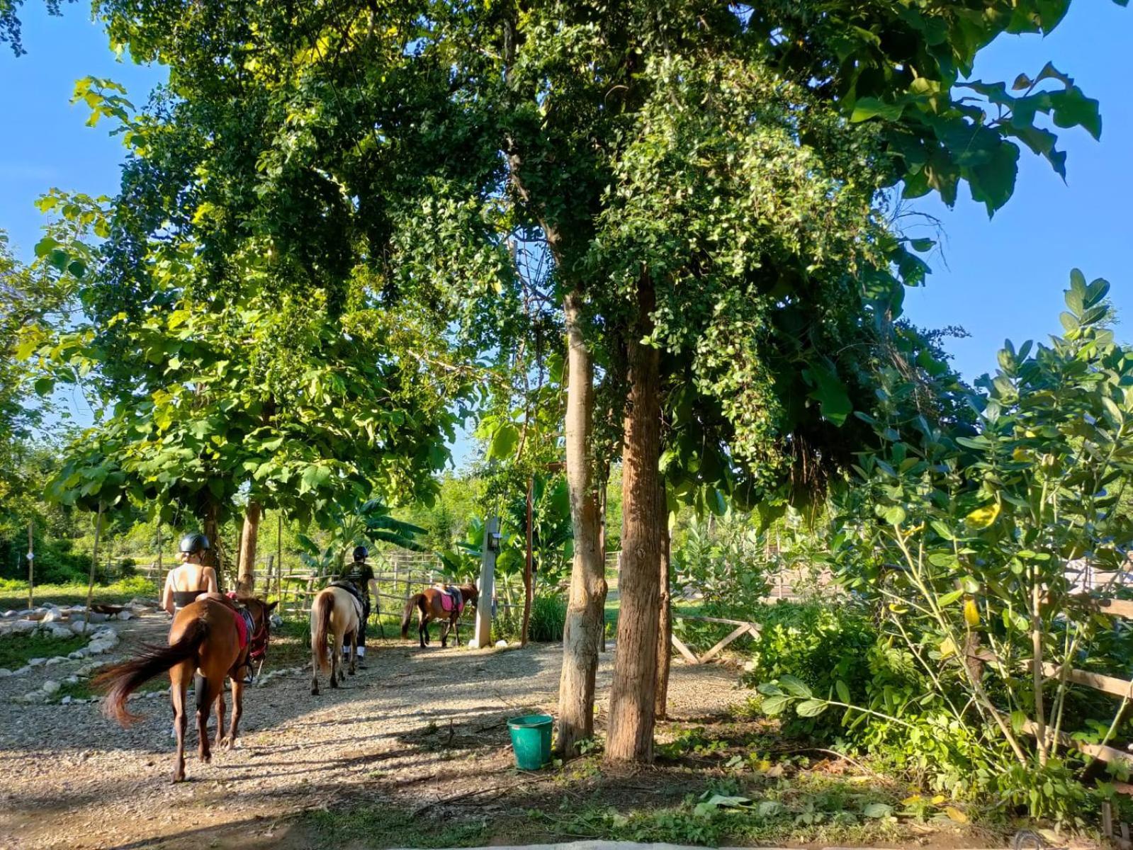 Namkhan Horses Stables Luang Prabang Exteriér fotografie