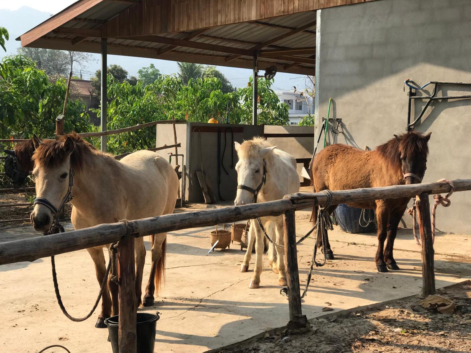 Namkhan Horses Stables Luang Prabang Exteriér fotografie